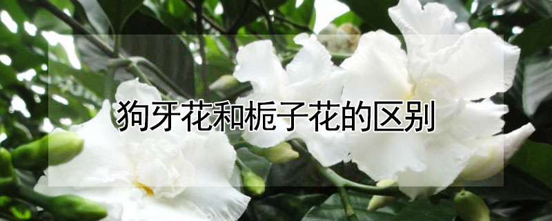 狗牙花和梔子花的區(qū)別