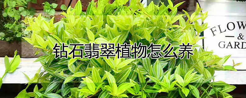 鉆石翡翠植物怎么養(yǎng)