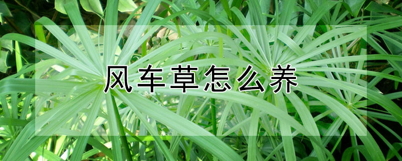 風(fēng)車(chē)草怎么養(yǎng)