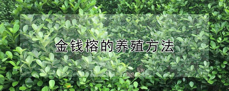 金錢榕的養殖方法