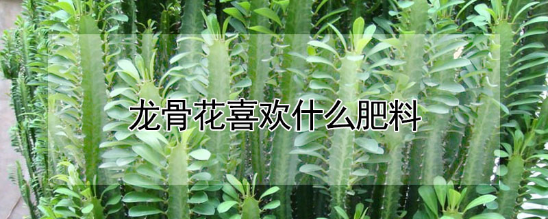 龍骨花喜歡什么肥料