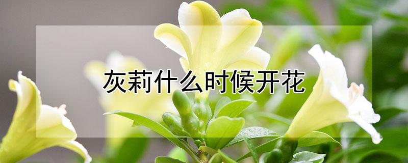 灰莉什么時候開花