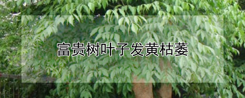 富貴樹葉子發黃枯萎