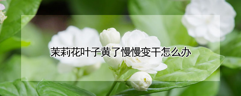 茉莉花葉子黃了慢慢變干怎么辦