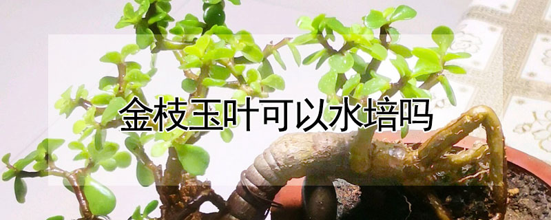 金枝玉葉可以水培嗎