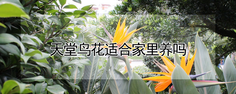 天堂鳥花適合家里養嗎