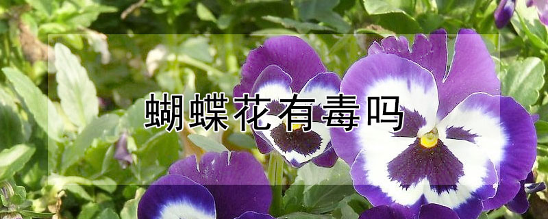 蝴蝶花有毒嗎