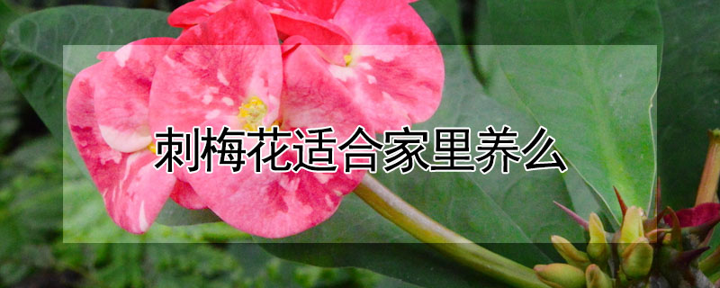 刺梅花適合家里養(yǎng)么