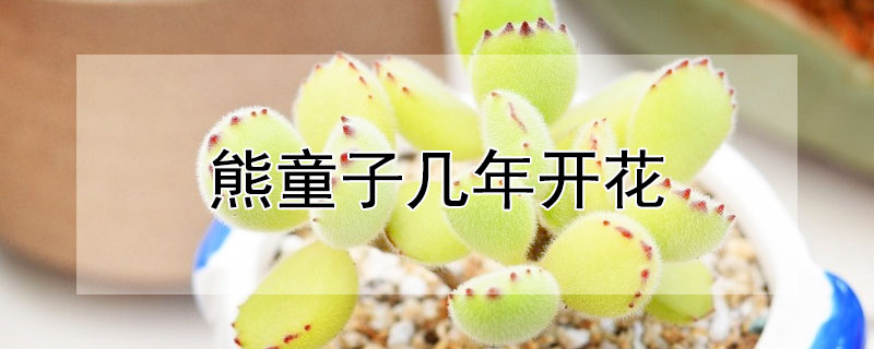 熊童子幾年開花