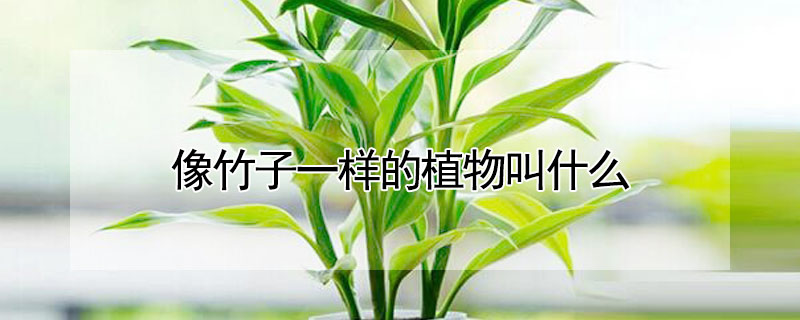 像竹子一樣的植物叫什么