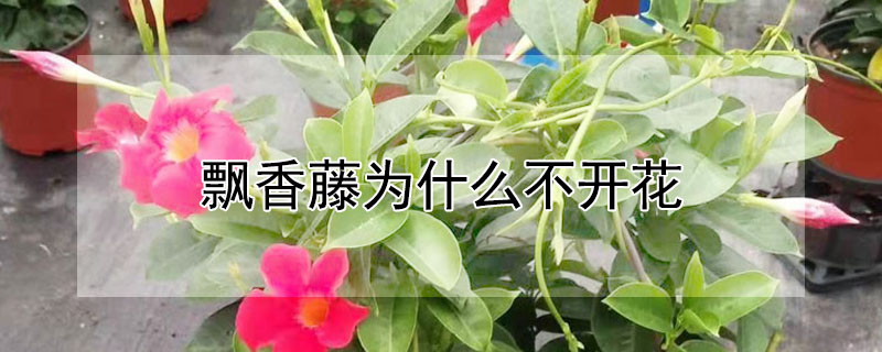 飄香藤為什么不開花