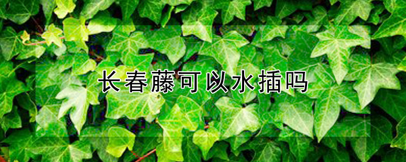 長(zhǎng)春藤可以水插嗎