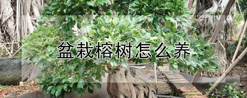 盆栽榕樹怎么養