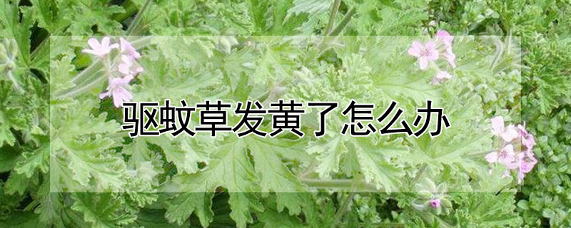 驅(qū)蚊草發(fā)黃了怎么辦