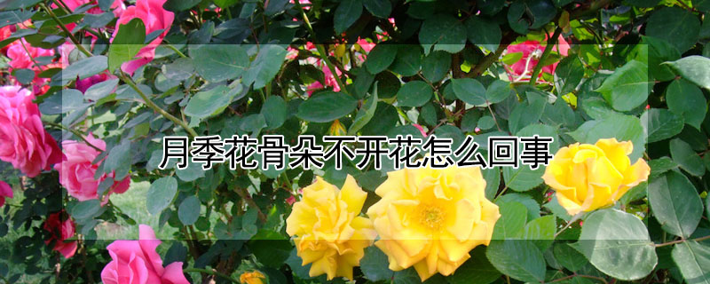 月季花骨朵不開花怎么回事