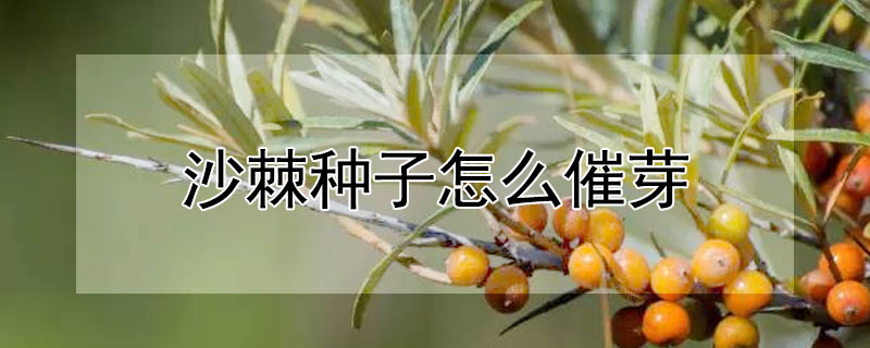 沙棘種子怎么催芽