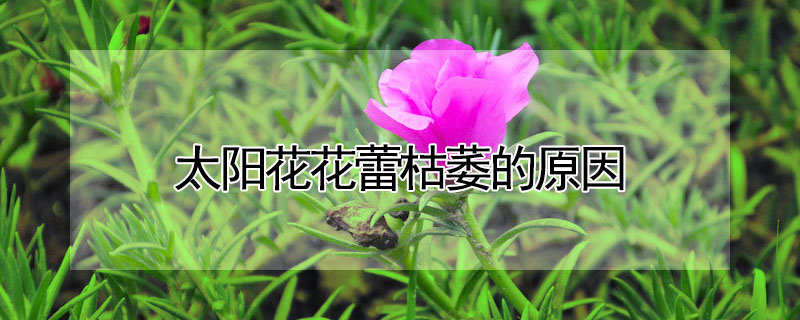 太陽(yáng)花花蕾枯萎的原因