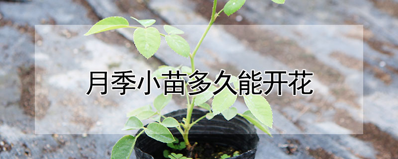 月季小苗多久能開花