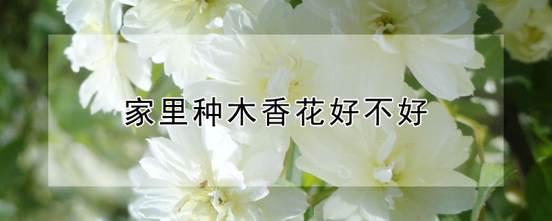 家里種木香花好不好