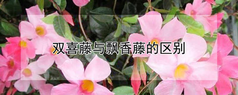 雙喜藤與飄香藤的區(qū)別