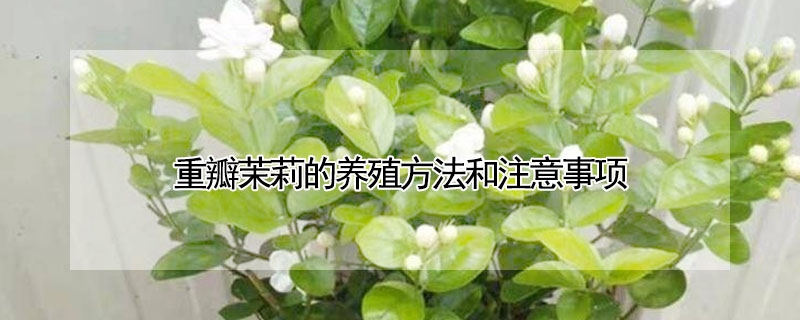 重瓣茉莉的養殖方法和注意事項