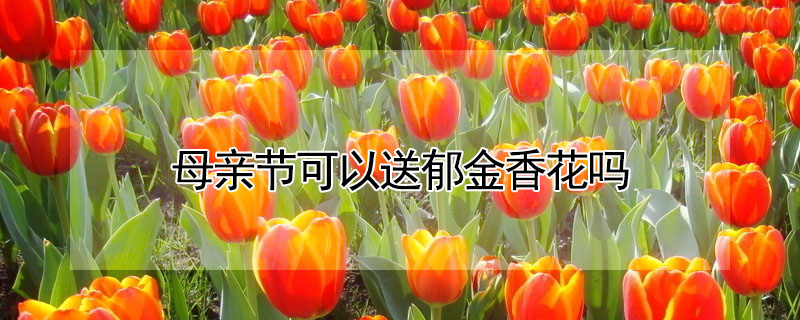 母親節可以送郁金香花嗎