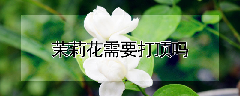 茉莉花需要打頂嗎