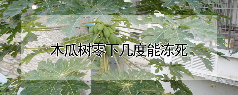 木瓜樹零下幾度能凍死