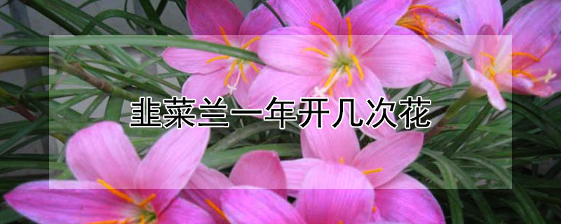 韭菜蘭一年開幾次花