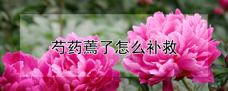 芍藥蔫了怎么補救