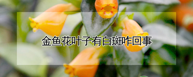 金魚花葉子有白斑咋回事