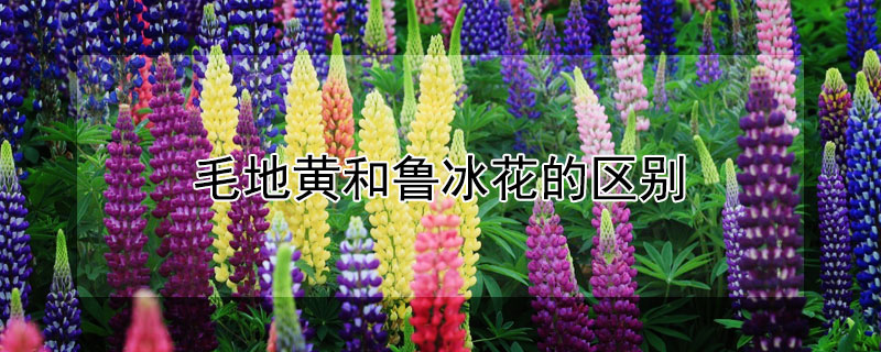 毛地黃和魯冰花的區(qū)別