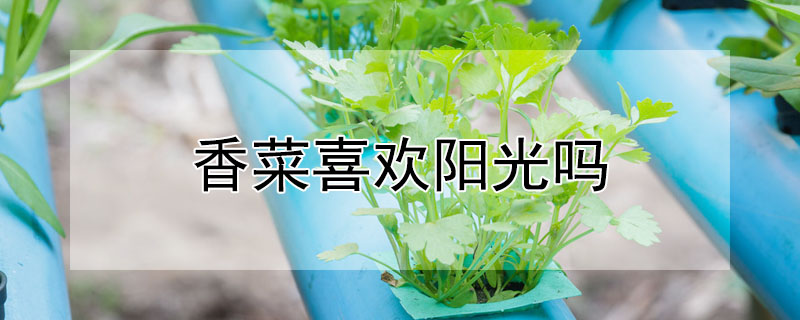 香菜喜歡陽光嗎