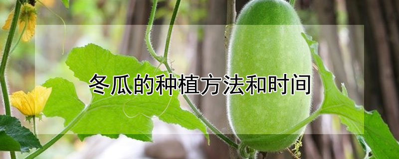 冬瓜的種植方法和時間