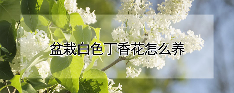 盆栽白色丁香花怎么養