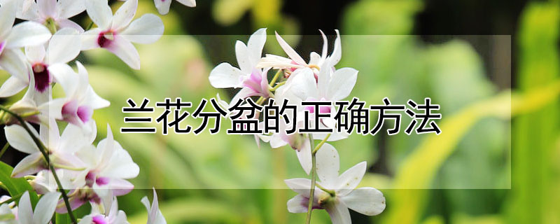 蘭花分盆的正確方法