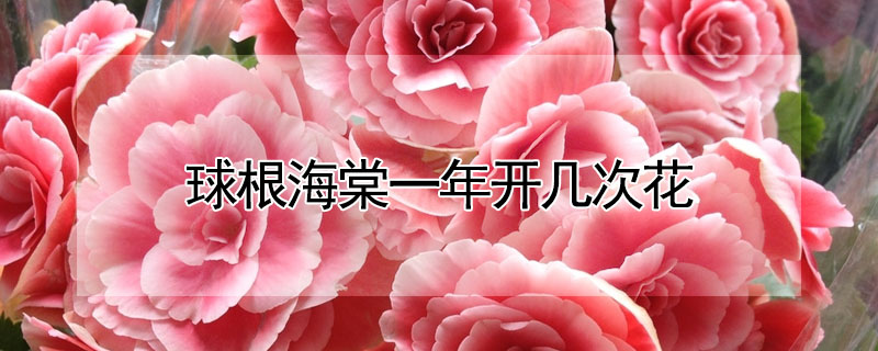 球根海棠一年開幾次花