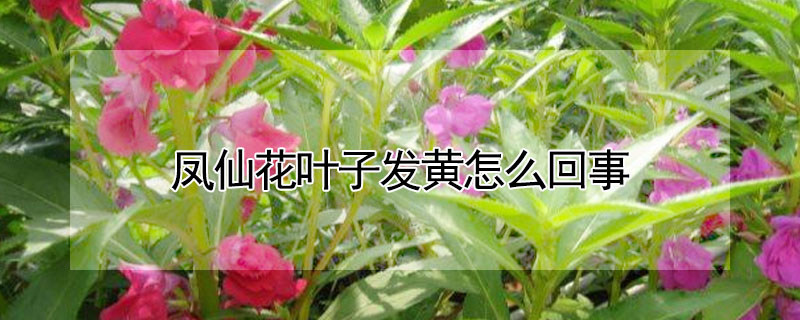 鳳仙花葉子發(fā)黃怎么回事