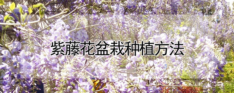 紫藤花盆栽種植方法