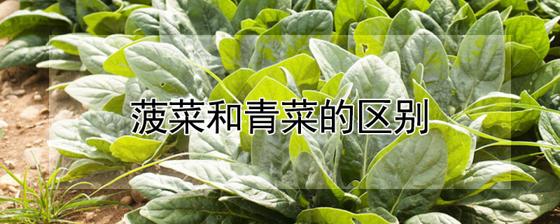 菠菜和青菜的區(qū)別