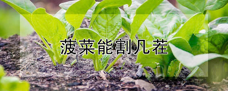 菠菜能割幾茬