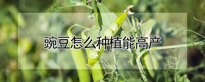 豌豆怎么種植能高產(chǎn)