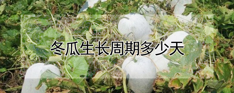 冬瓜生長周期多少天