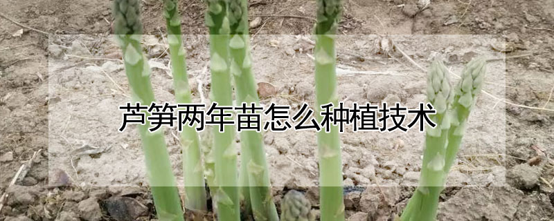 蘆筍兩年苗怎么種植技術