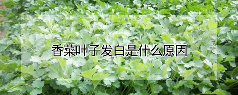 香菜葉子發(fā)白是什么原因