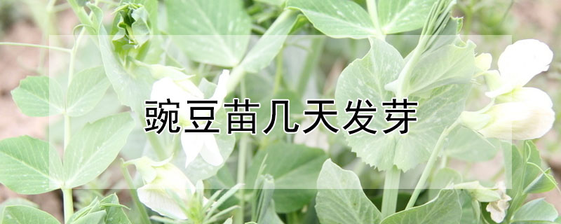 豌豆苗幾天發芽