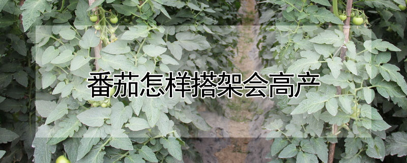 番茄怎樣搭架會高產(chǎn)