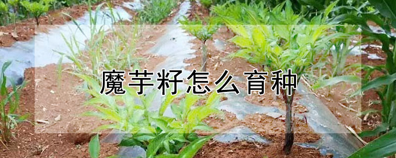 魔芋籽怎么育種