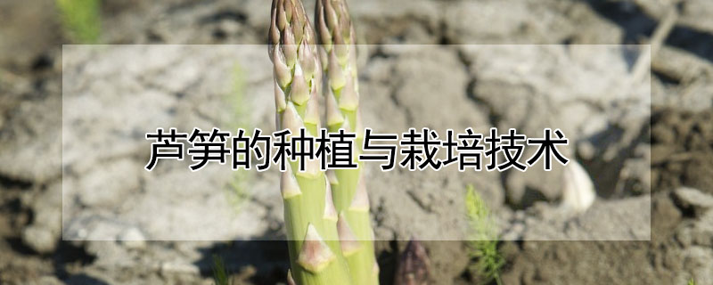 蘆筍的種植與栽培技術(shù)