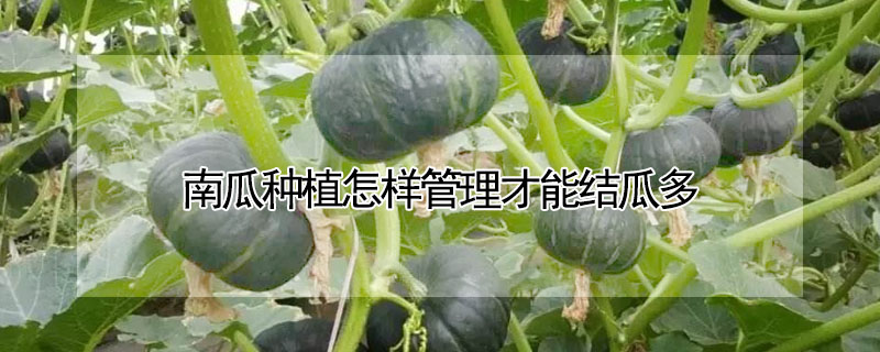 南瓜種植怎樣管理才能結瓜多